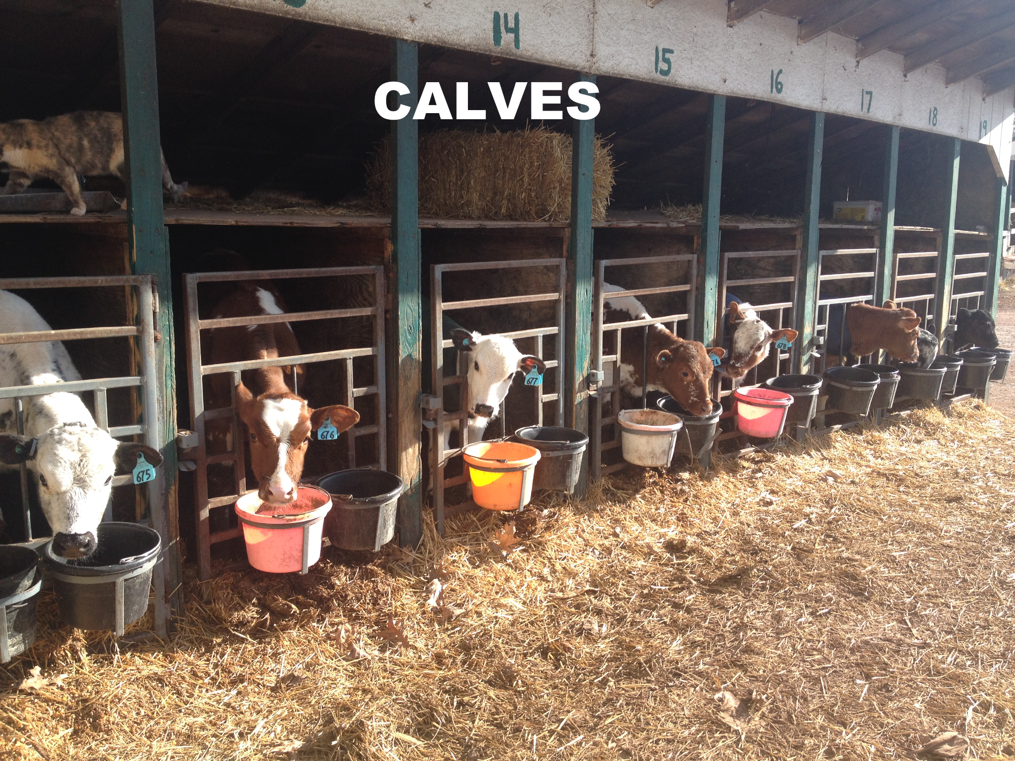 Where can you sell calves?